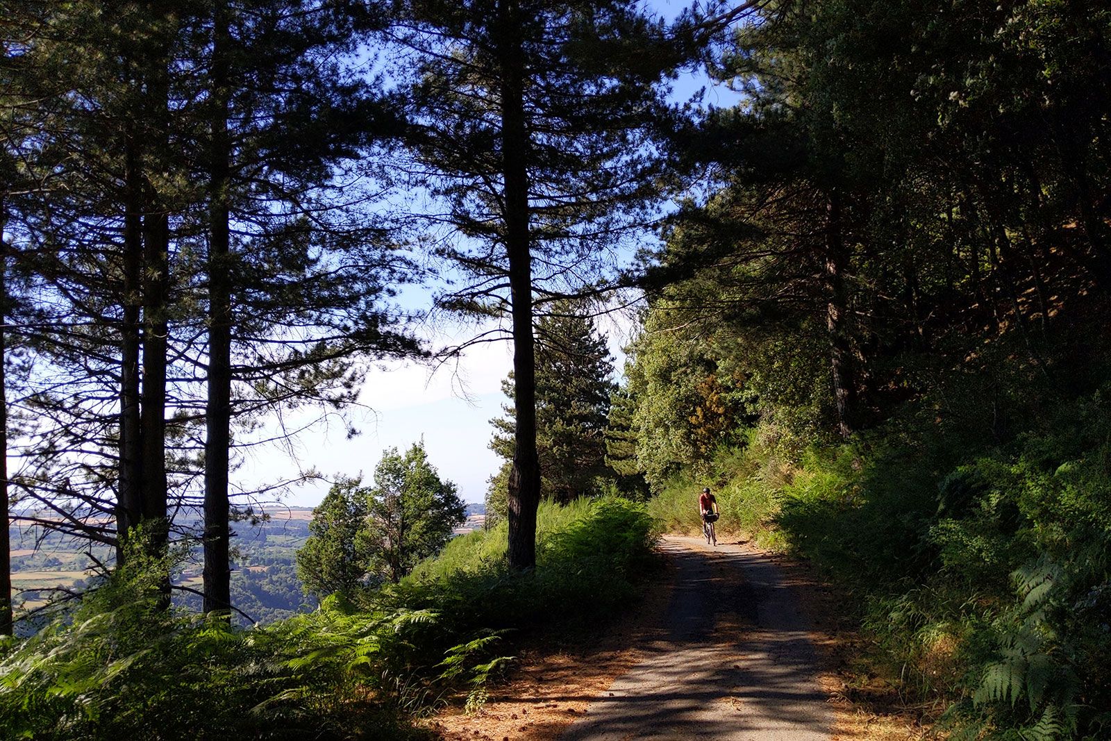 Nei boschi dell'Aspromonte