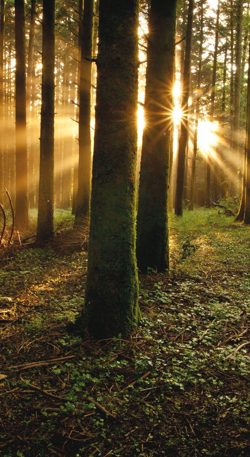 Riserva regionale naturale delle Serre